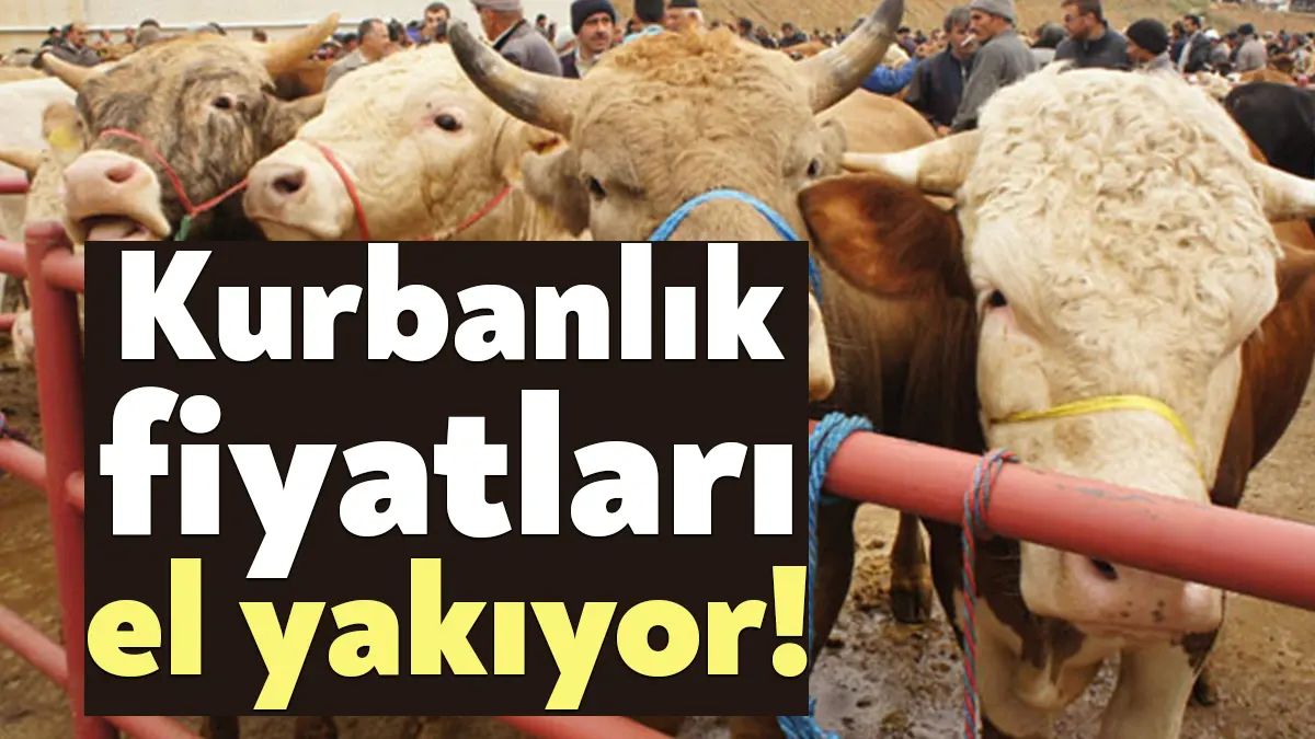 Üretici, bu yıl kurbanlık maliyetlerine nakliye ve çadır kiralarını da
