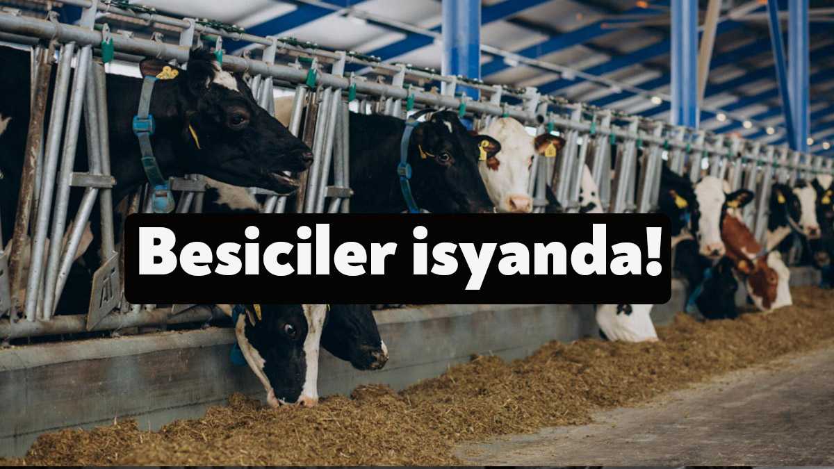 Elazığ’da geçimini hayvancılıkla sağlayan köylü sayısı azalıyor. Artan maliyetler altında