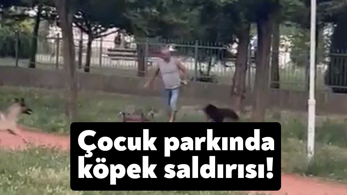 Kocaeli’nin en büyük probleminden biri olan başıboş köpek meselelerinde belediyeler