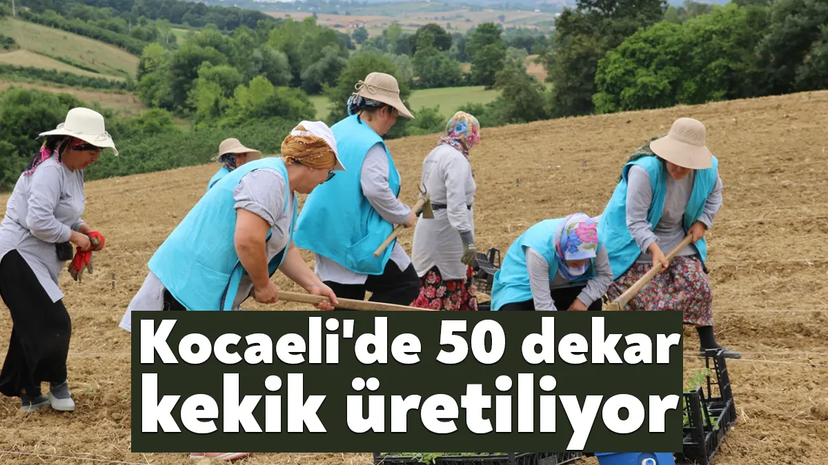 Tıbbi Aromatik Bitki Yetiştiriciliği Projesi (TABİP) kapsamında, 50 dekarlık alanda