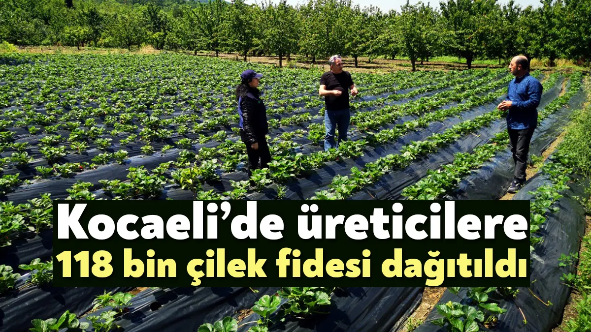 Kocaeli Büyükşehir, üreticilere yüzde 50 hibeli albion cinsi 118 bin