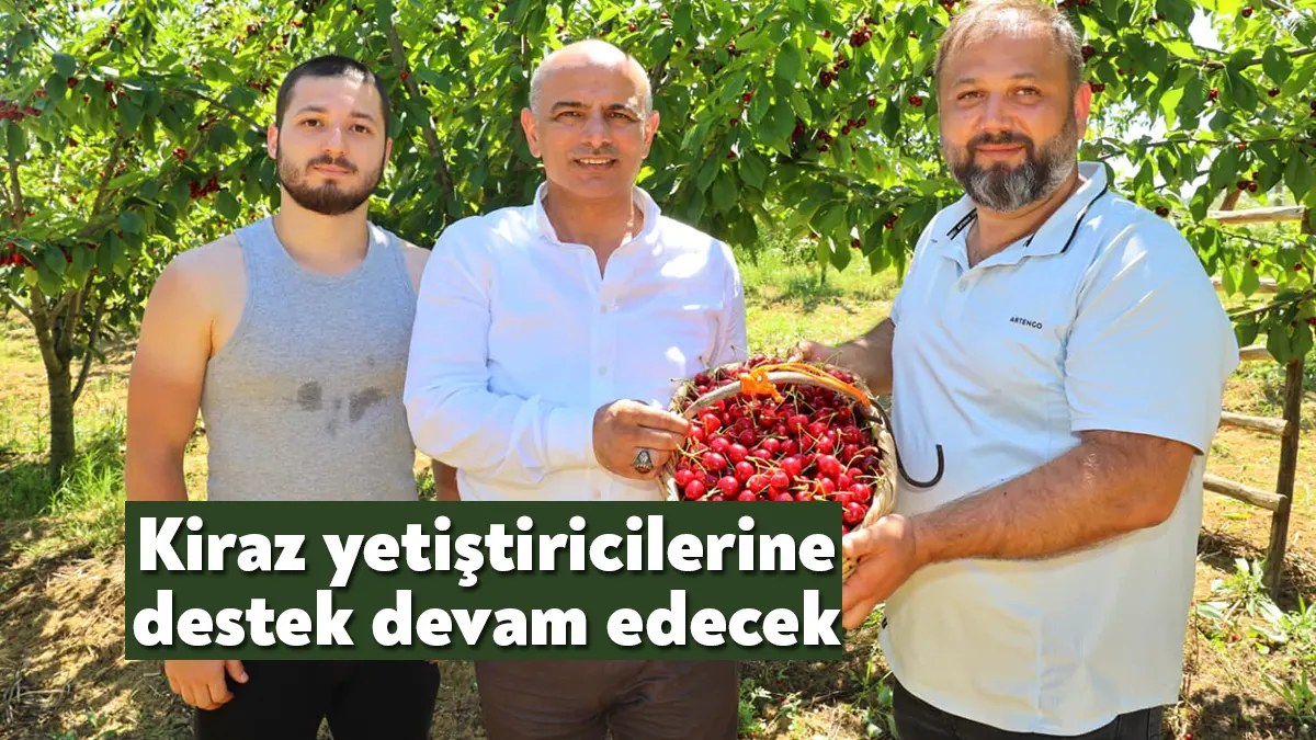Körfez Belediye Başkanı Şener Söğüt, Kalburcu’da kiraz hasadı yapılan bağı