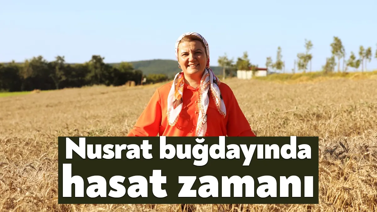 İzmit Belediyesi, Yerel Buğdayı Destekleme Projesi kapsamında Kozluca Köyü’nde toprakla