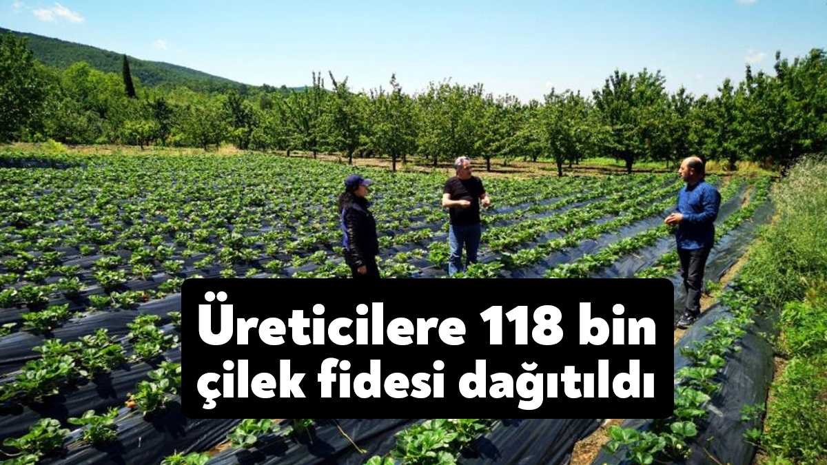 Kocaeli'de üreticilere yüzde 50 hibeli albion cinsi 118 bin çilek