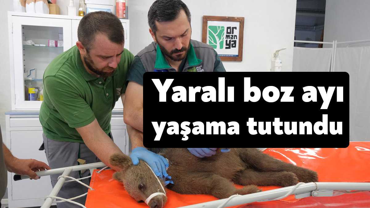 Sakarya’da yaralı halde bulunan yavru boz ayı, tedavi altına alındığı