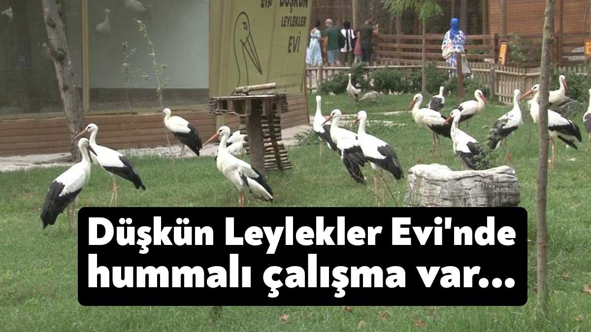 Havaların ısınmasıyla Avrupa’dan Afrika’ya göç eden leyleklerin daha rahat yolculuk