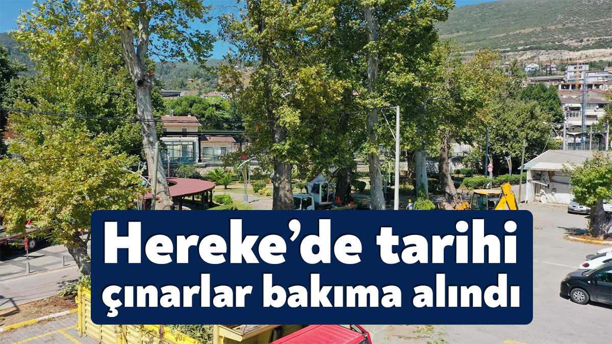 Körfez Belediyesi, Hereke sahilinde bulunan tarihi çınar ağaçlarını Anıtlar Kurulu