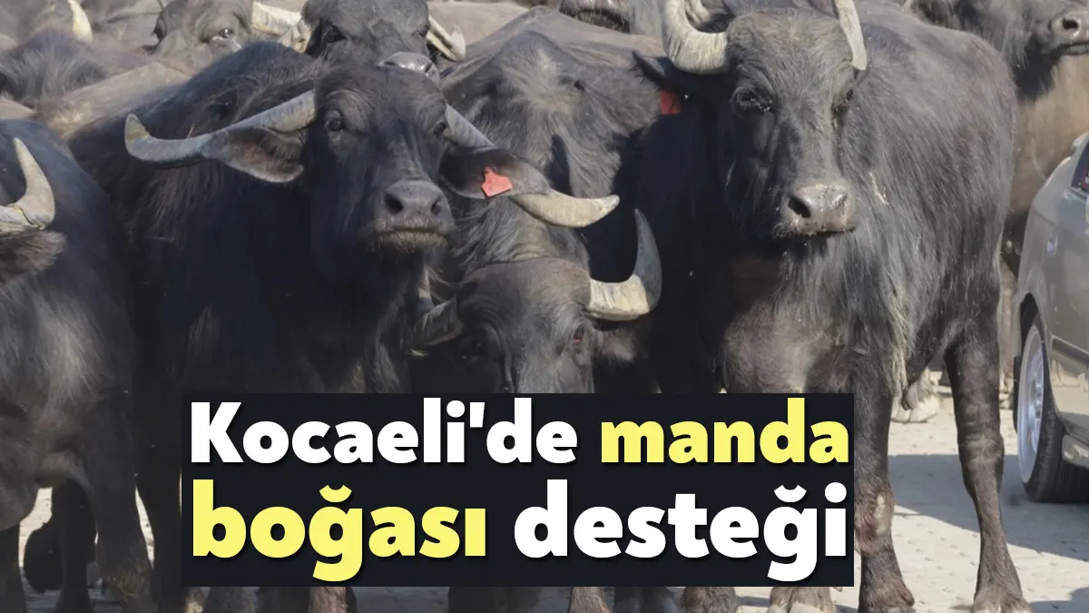 Büyükşehir’in desteği ile temin edilen damızlık manda boğaları, Kandıra’da Başkan