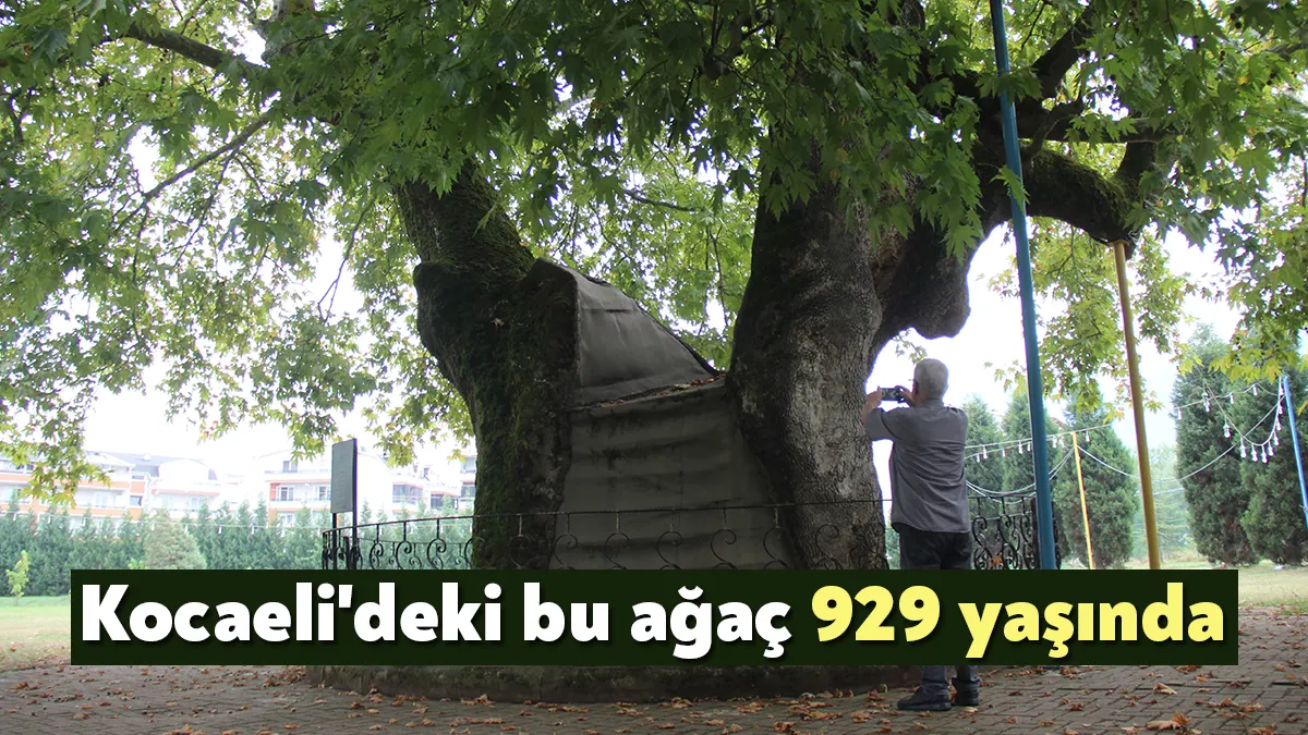 Kocaeli'nin Kartepe ilçesinde bulunan 929 yıllık tarihi çınar ağacı,