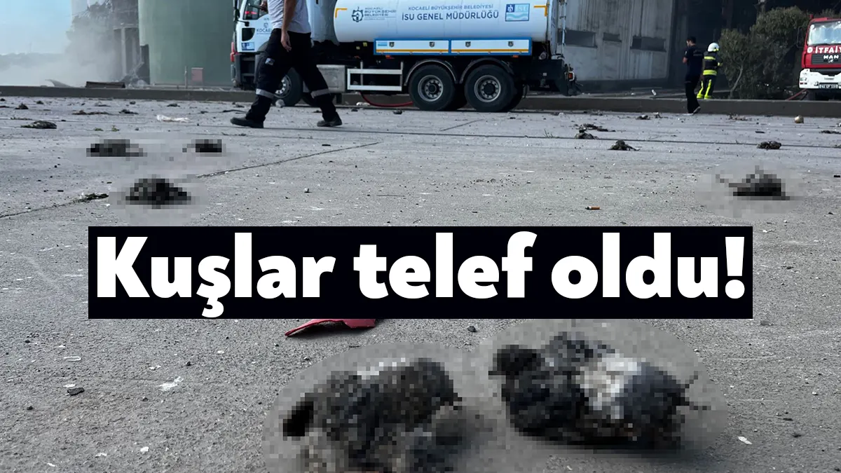 Kocaeli'de 2'si ağır 12 kişinin yaralandığı TMO silolarındaki patlamada çok