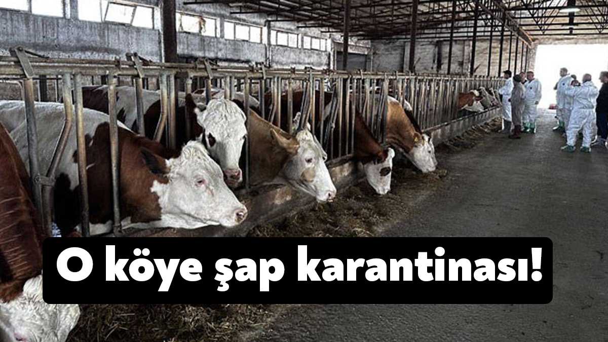 İzmit Bayraktar köyünde birçok ahırda görülmeye başlanan şap hastalığından şu