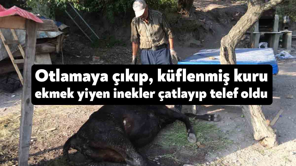 Kocaeli'nin Körfez ilçesinde otlak alandaki kuru ekmekleri yiyen 2 inek