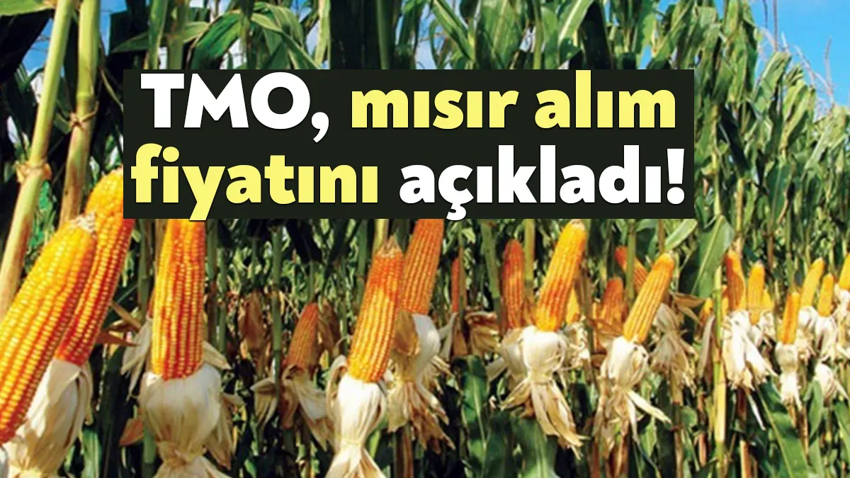 Toprak Mahsulleri Ofisi (TMO), mısır alım fiyatını ton başına 6