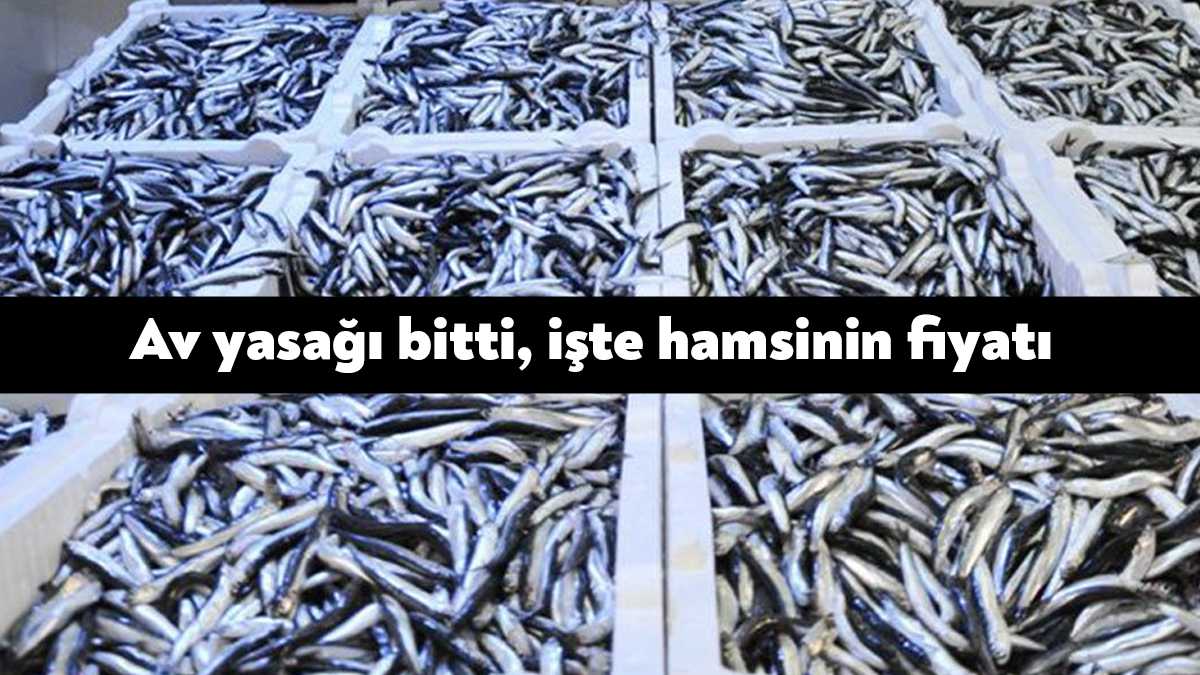 Av sezonunun başlamasıyla Kocaeli'de balık tezgahlarında hamsi bolluğu yaşanıyor.