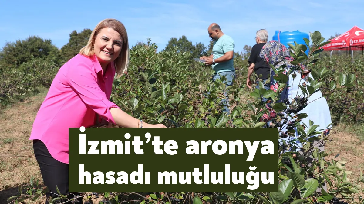 İzmit Belediyesi Alternatif Ürünler Bahçesi’nde gerçekleşen süper meyve aronyanın hasat