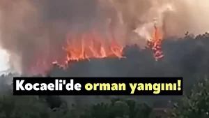 Kocaeli’de orman yangını