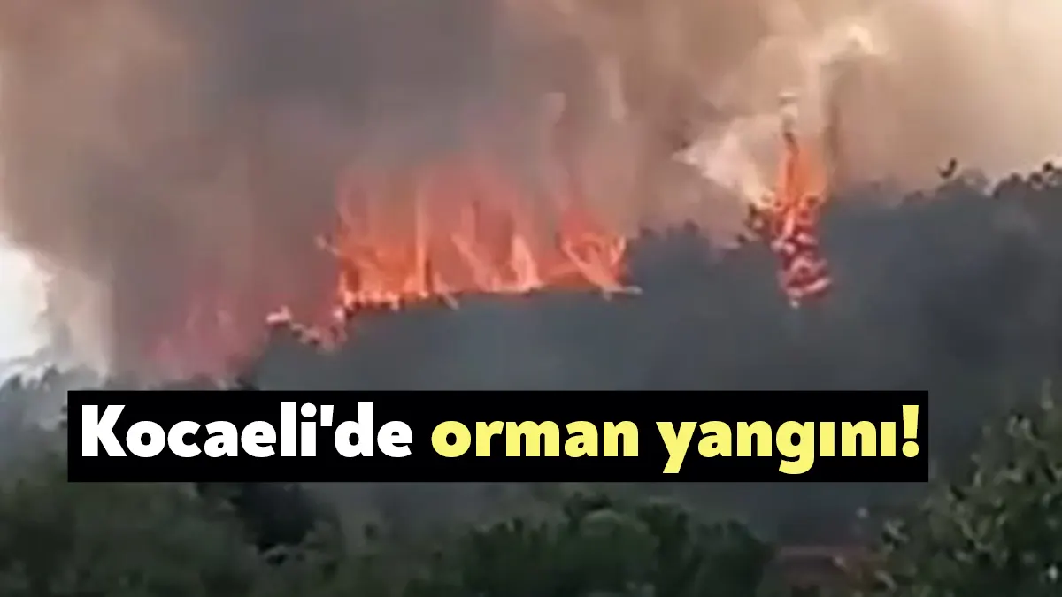 Kocaeli’nin Gebze ilçesinde otluk alandan başlayan ve ormana sıçrayan yangın