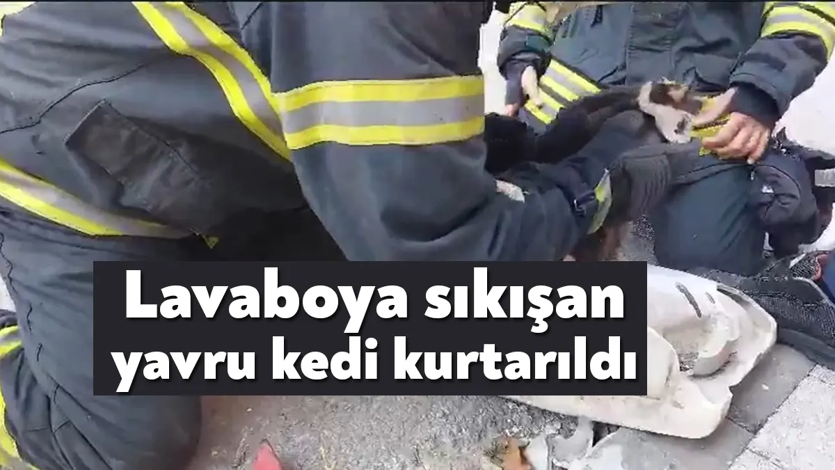 İzmit’te sokağa bırakılan seramik lavaboya sıkışan yavru kedi, Kocaeli Büyükşehir