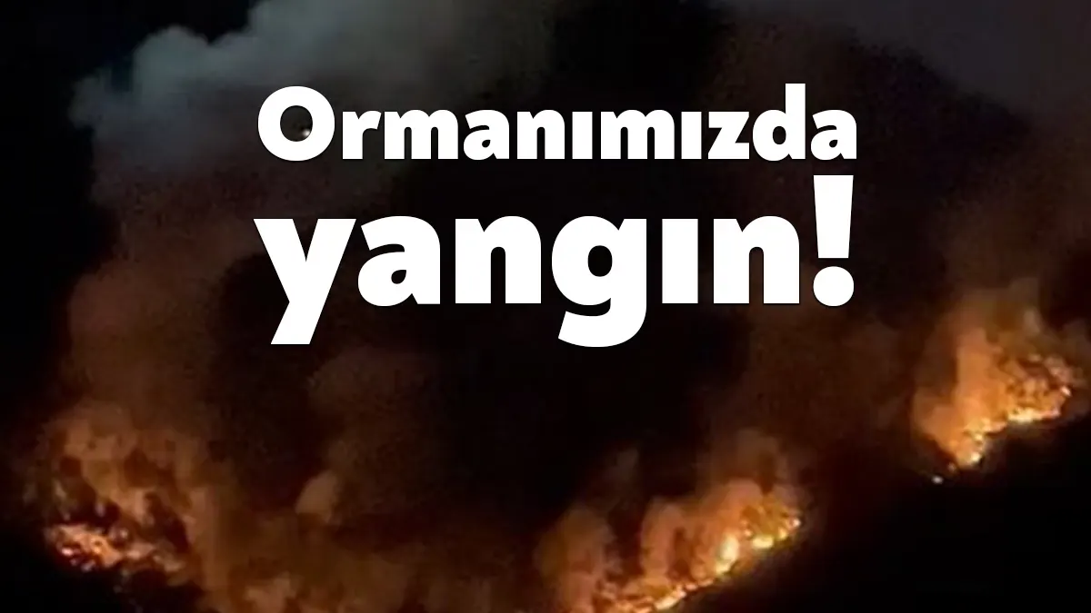 Kocaeli’nin Başiskele ilçesinde ormanlık alanda yangın çıktı.