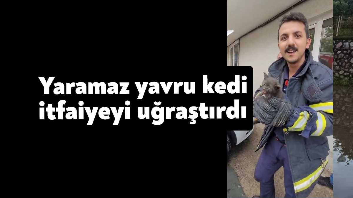 Kocaeli'nin Gebze ilçesinde otomobilin motor kısmına giren yavru kedi itfaiye