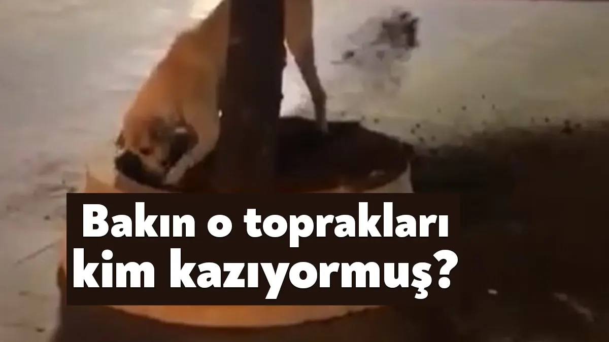Kocaeli'nin İzmit ilçesinde birkaç gündür ağaçların topraklarının kazılması belediye ekiplerini