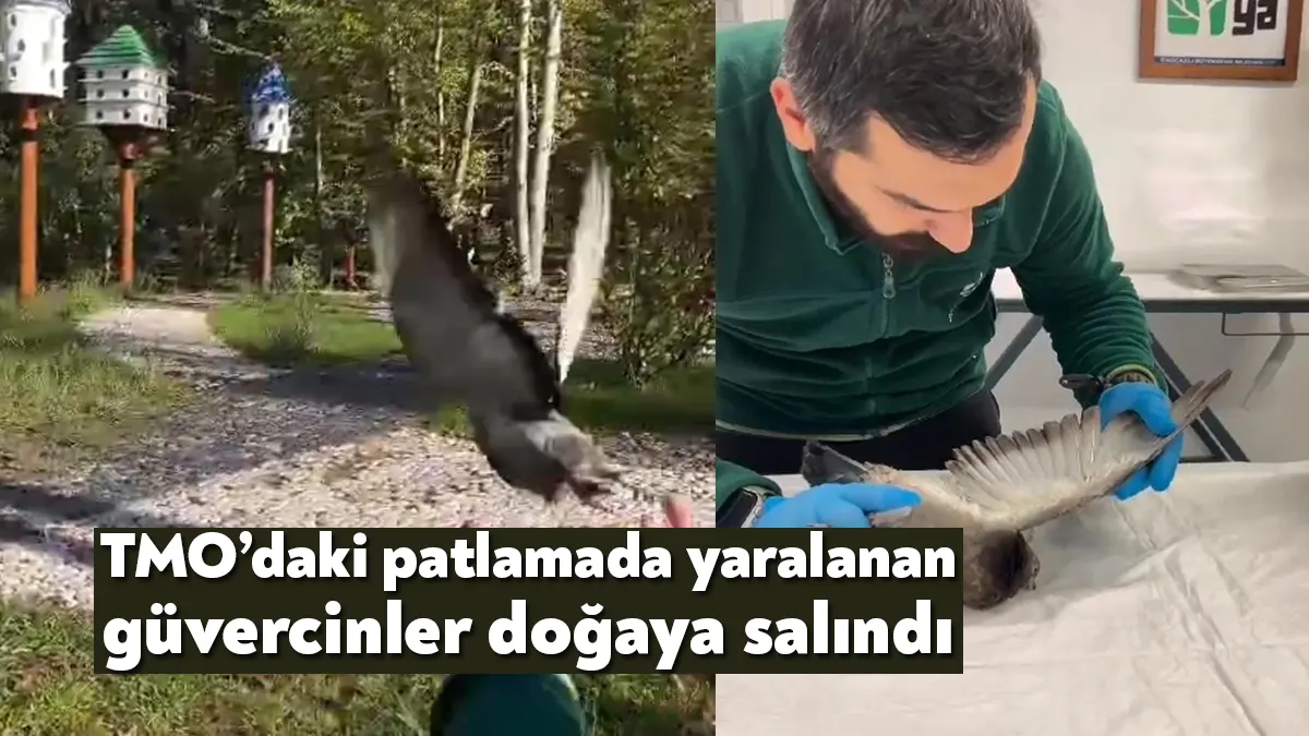 Kocaeli'de Toprak Mahsulleri Ofisi (TMO) silolarındaki patlamada yaralanan 10 güvercin,