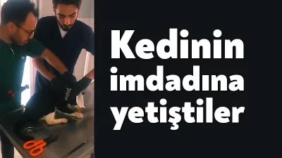 Kartepe'de boynuna boru parçası takılan kedi kurtarıldı.