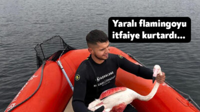 İzmit Körfezi'nin ortasında yaralı olması sebebiyle mahsur kalan flamingo, Kocaeli