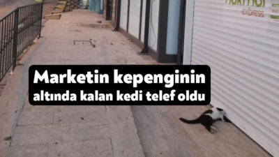 Kocaeli'nin Körfez ilçesinde marketin kapanan kepenginin altında kalan kedi telef