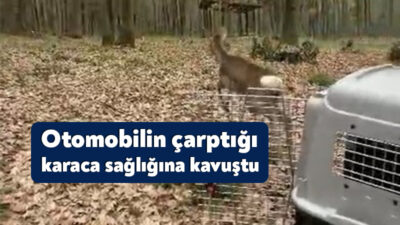 Kocaeli’nin Kandıra ilçesinde otomobilin çarpması neticesinde yaralanan karaca, tedavisinin ardından