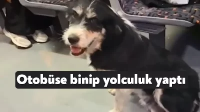Kocaeli'nin Gebze ilçesinde durakta duran halk otobüsüne köpek bindi. Köpeğin