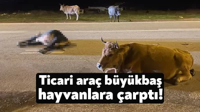 Kocaeli'nin Körfez ilçesinde seyir halindeki hafif ticari araç, yola aniden