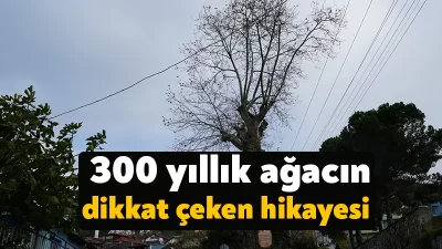 Kocaeli'nin Başiskele ilçesinde bulunan yaklaşık 300 yıllık çınar ağacı adeta