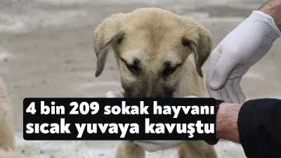 Kocaeli Büyükşehir, 2023 yılında da sokakta yaşayan can dostlarımıza sahip