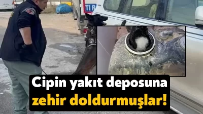 Kuzey Marmara Otoyolu’nun Kocaeli geçişinde durdurulan bir cipte narkotik köpeğiyle