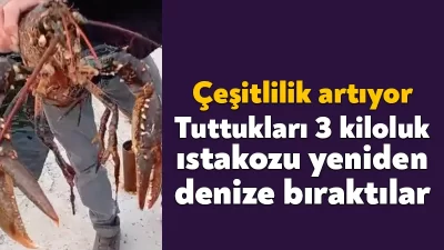 İzmit Körfezi'nde yapılan denetimler ve temizlikler meyvesini veriyor. İzmit Körfezi'nde