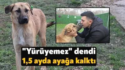 Kocaeli'de trafik kazası neticesinde yaralanan ve bazı veteriner hekimlerin "Yürüyemez"