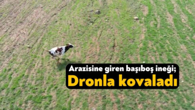 Kocaeli İzmit ilçesinde bir vatandaş, arazisine giren ineği dronla kovaladı