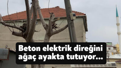 Kocaeli'nin Gebze ilçesinde ağaca yaslanan beton elektrik direği kaldırımdan geçen