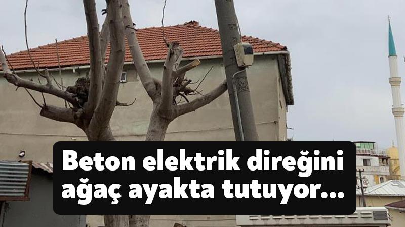 Beton elektrik direğini ağaç ayakta tutuyor