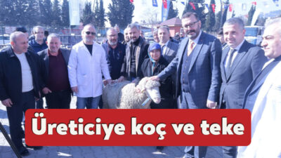 Kocaeli Büyükşehir Belediyesi, küçükbaş hayvancılığın gelişmesi adına Damızlık Koç ve