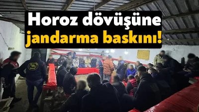 Kocaeli'nin Gebze ilçesinde horoz dövüştürüp bahis oynadıkları belirlenen 35 kişiye