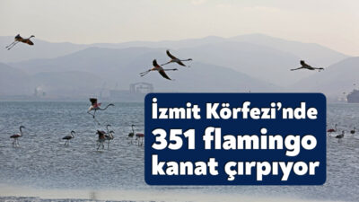 Kuş gözlemcilerinin gözde rotası olan İzmit Körfezi Sulak Alanı, flamingo