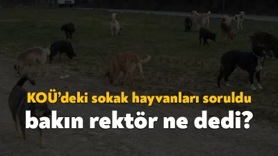 Kocaeli Üniversitesi Rektörü Zafer Cantürk, KOÜ Kampüsü’nde sokak köpeklerinin sayısıyla
