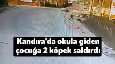 Kocaeli'nin Kandıra ilçesinde okula giden çocuğa 2 köpeğin saldırdığı anlar