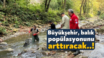 İzmit Körfezi’ne 42 bin yavru balık salan Büyükşehir, şimdide kent