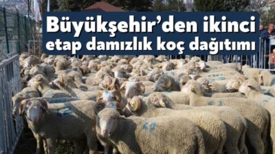 Büyükşehir Belediyesi’nin, “Damızlık Koç Desteği Projesi” kapsamında, 123 koç Kocaeli’de