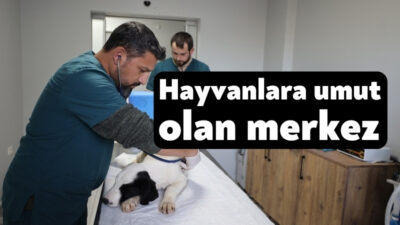Başiskele Belediyesi Proteo Sokak Hayvanları Rehabilitasyon Merkezi'nde bir yıllık süreçte