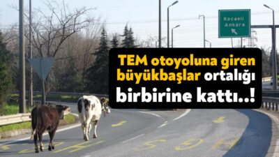 Kocaeli’nin Dilovası ilçesinde otobana giren büyükbaş hayvanlar sürücülere zor anlar
