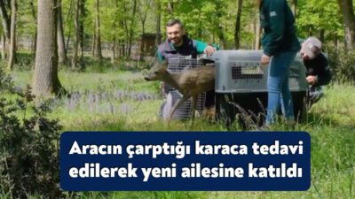 Kocaeli'nin İzmit ilçesinde aracın çarpması neticesinde ağır yaralanan karaca, Kocaeli'de